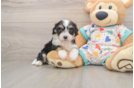 Happy Cavachon Baby