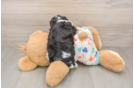 Best Cavachon Baby