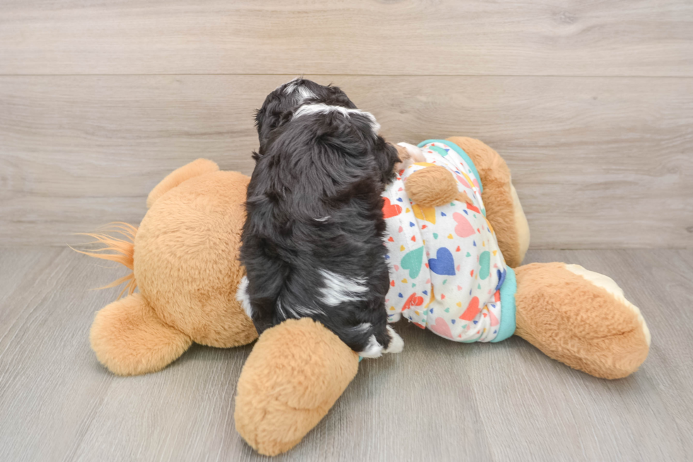 Best Cavachon Baby