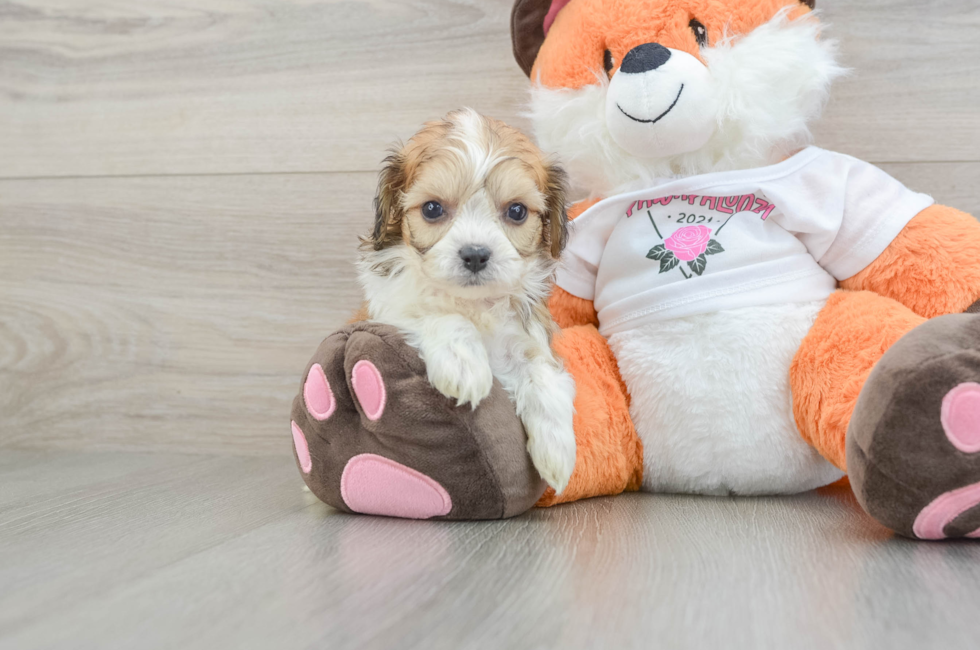 5 week old Cavachon Puppy For Sale - Fairfield Furbabies