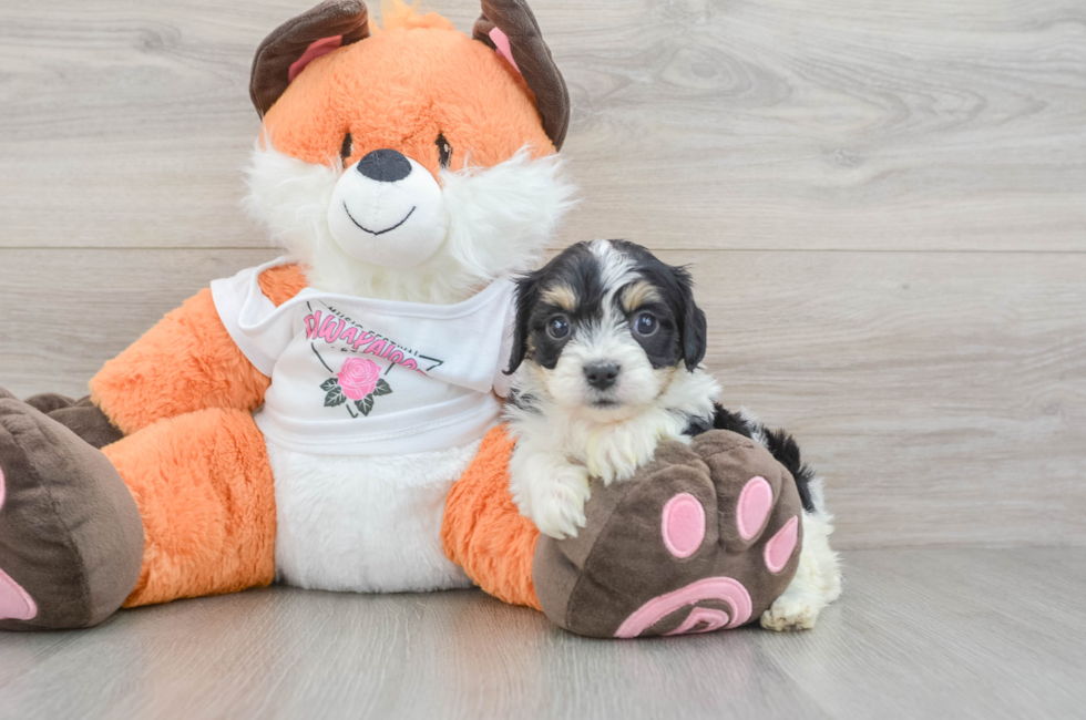 5 week old Cavachon Puppy For Sale - Fairfield Furbabies