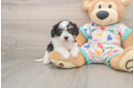 Happy Cavachon Baby