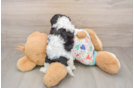 Best Cavachon Baby