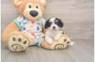 Cavachon Puppy for Adoption