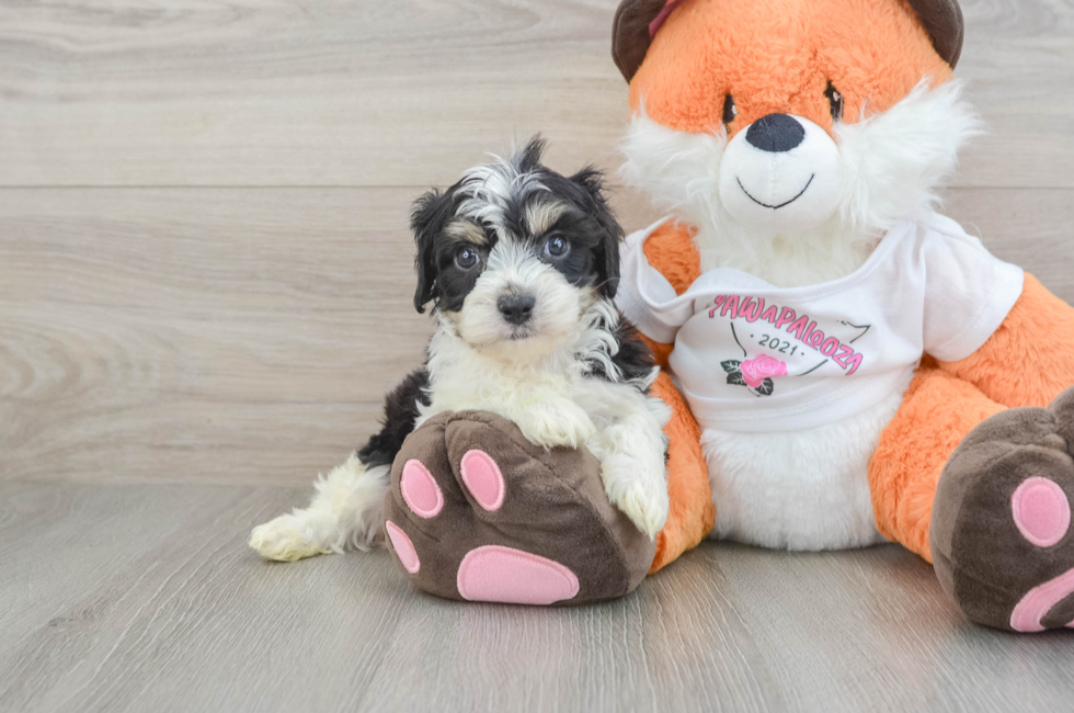 5 week old Cavachon Puppy For Sale - Fairfield Furbabies