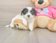 6 week old Cavachon Puppy For Sale - Fairfield Furbabies