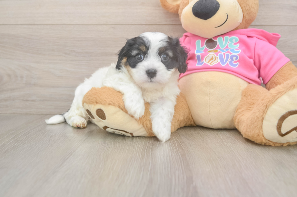6 week old Cavachon Puppy For Sale - Fairfield Furbabies