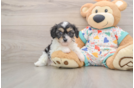 Friendly Cavachon Baby