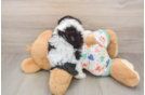 Best Cavachon Baby