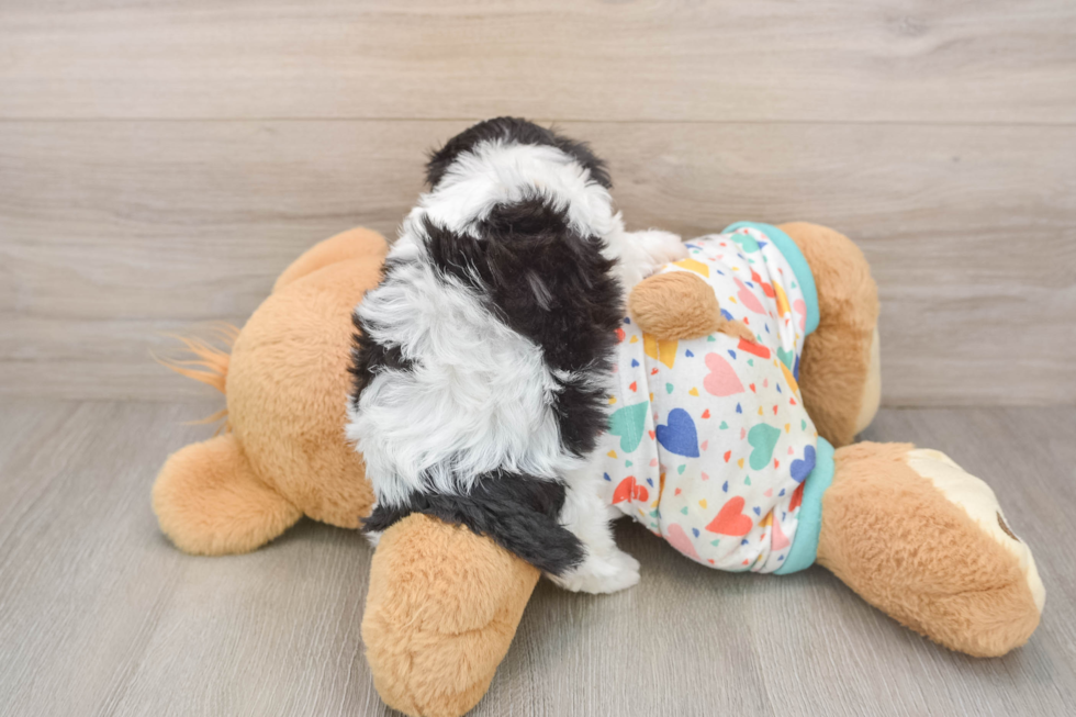 Best Cavachon Baby