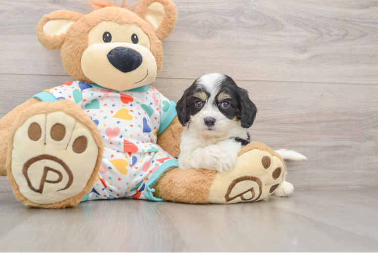 Popular Cavachon Designer Pup