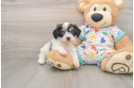 Friendly Cavachon Baby