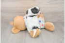 Cavachon Puppy for Adoption