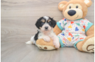 Little Cavalier Bichon Designer Puppy