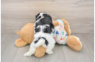 Sweet Cavachon Baby