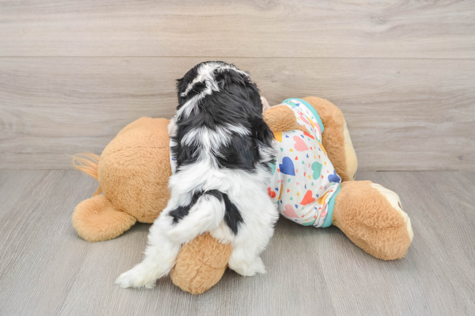 Sweet Cavachon Baby
