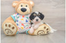 Energetic Cavalier Bichon Designer Puppy