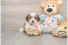 Cavachon Pup Being Cute