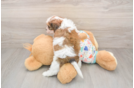 Happy Cavachon Baby