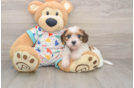 Happy Cavachon Baby