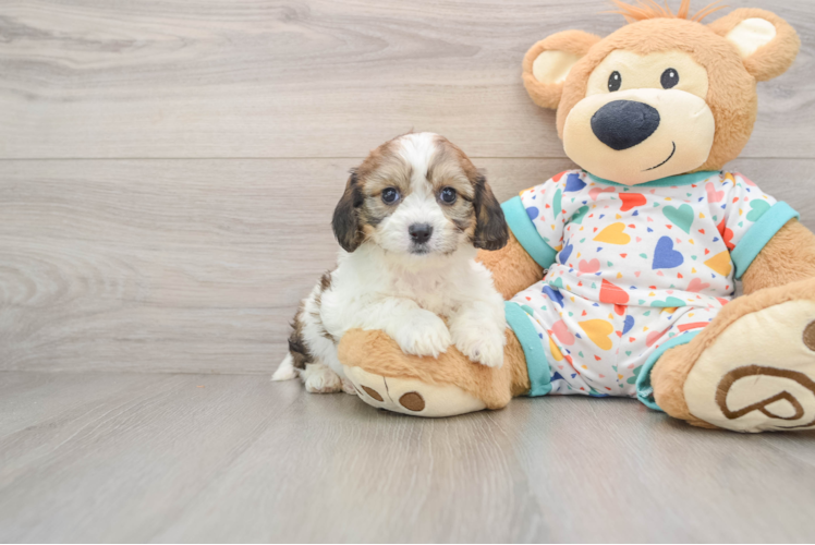 Smart Cavachon Designer Pup