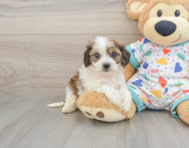 5 week old Cavachon Puppy For Sale - Fairfield Furbabies