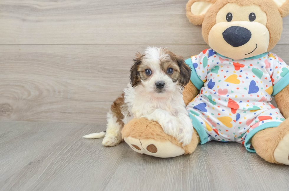 5 week old Cavachon Puppy For Sale - Fairfield Furbabies