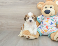 5 week old Cavachon Puppy For Sale - Fairfield Furbabies