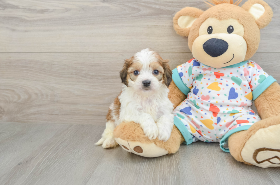 5 week old Cavachon Puppy For Sale - Fairfield Furbabies