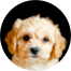 Cavachon Puppies For Sale - Fairfield Furbabies Cavachon Puppies For Sale - Fairfield Furbabies