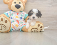 6 week old Cavachon Puppy For Sale - Fairfield Furbabies