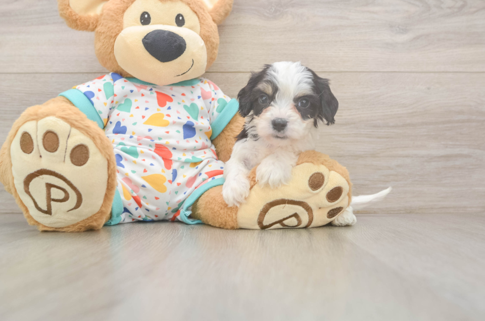 6 week old Cavachon Puppy For Sale - Fairfield Furbabies