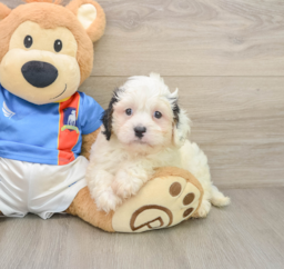8 week old Cavachon Puppy For Sale - Fairfield Furbabies