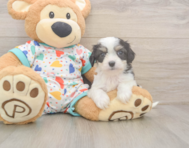 6 week old Cavachon Puppy For Sale - Fairfield Furbabies