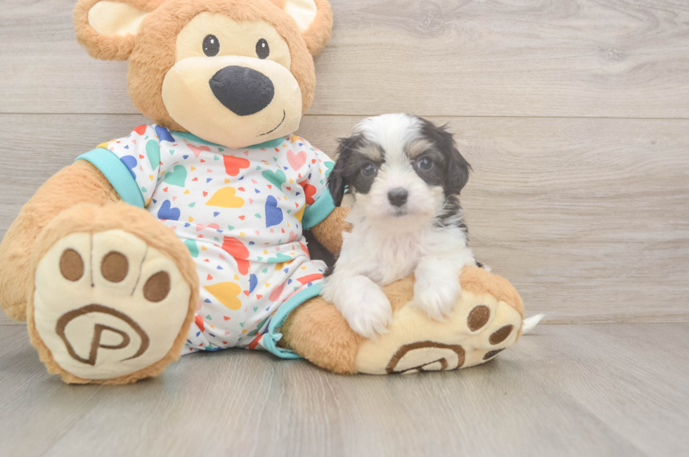6 week old Cavachon Puppy For Sale - Fairfield Furbabies