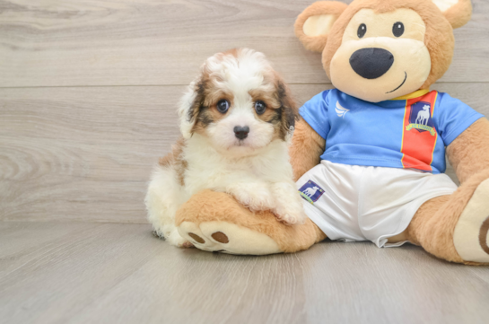 JIM, a Cavachon littermate