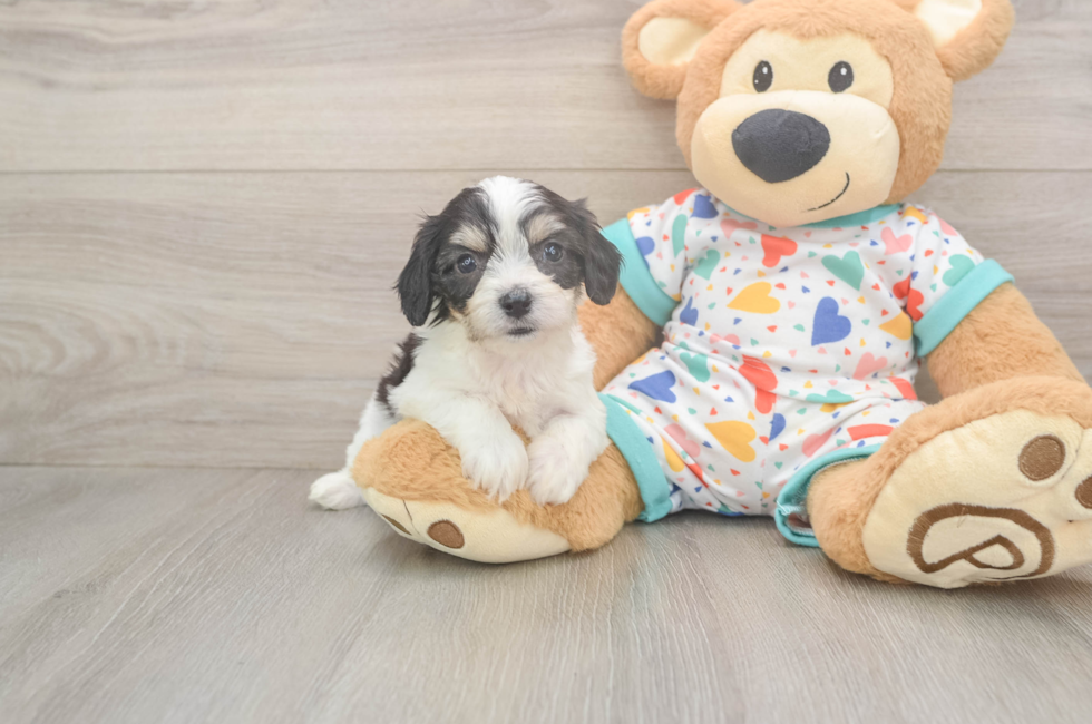 6 week old Cavachon Puppy For Sale - Fairfield Furbabies