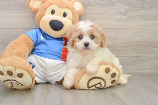 JOLLY, a Cavachon littermate