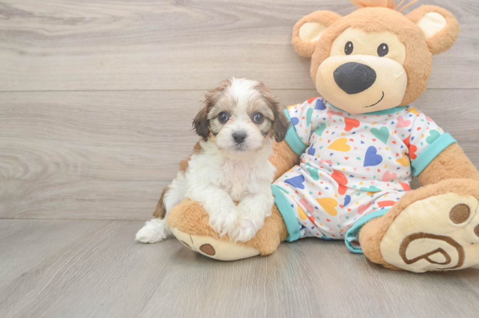 6 week old Cavachon Puppy For Sale - Fairfield Furbabies