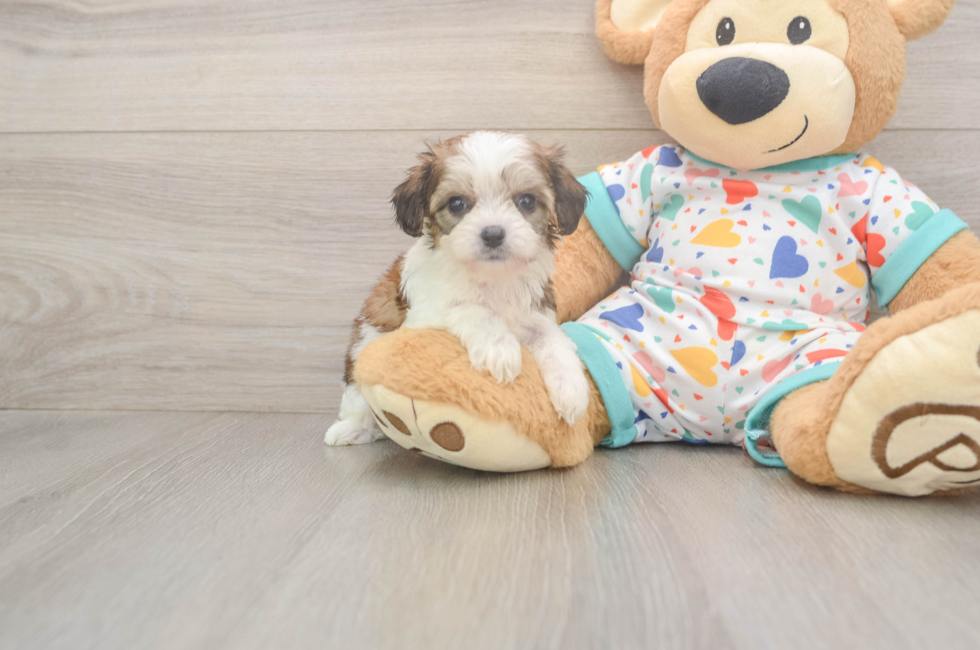 6 week old Cavachon Puppy For Sale - Fairfield Furbabies