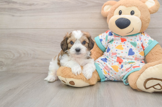 Little Cavalier Bichon Designer Puppy