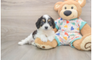 Funny Cavachon Designer Pup