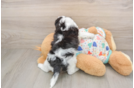 Fluffy Cavachon Designer Pup