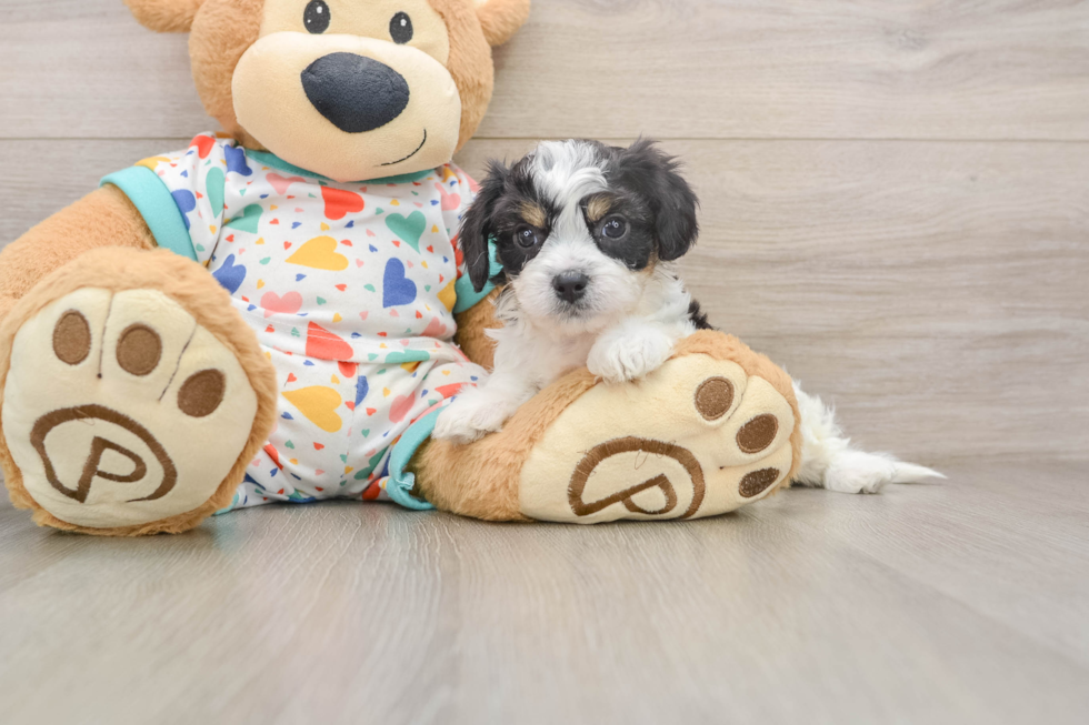 Best Cavachon Baby