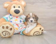 6 week old Cavachon Puppy For Sale - Fairfield Furbabies