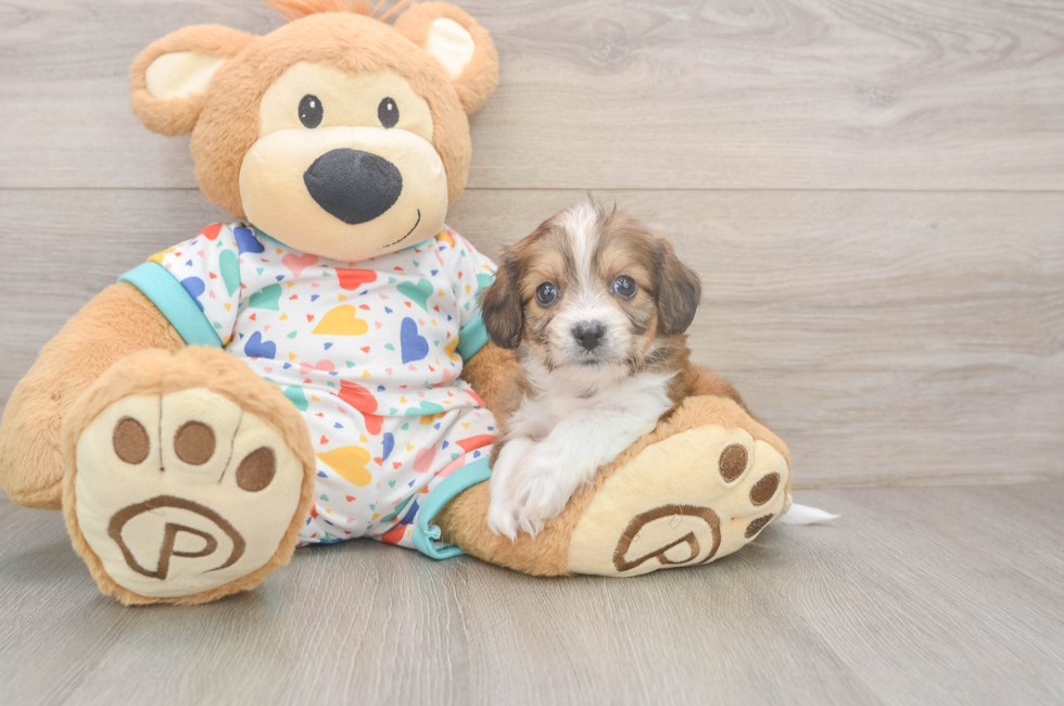 6 week old Cavachon Puppy For Sale - Fairfield Furbabies