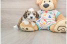 Funny Cavachon Designer Pup