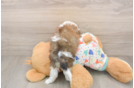 Little Cavalier Bichon Designer Puppy