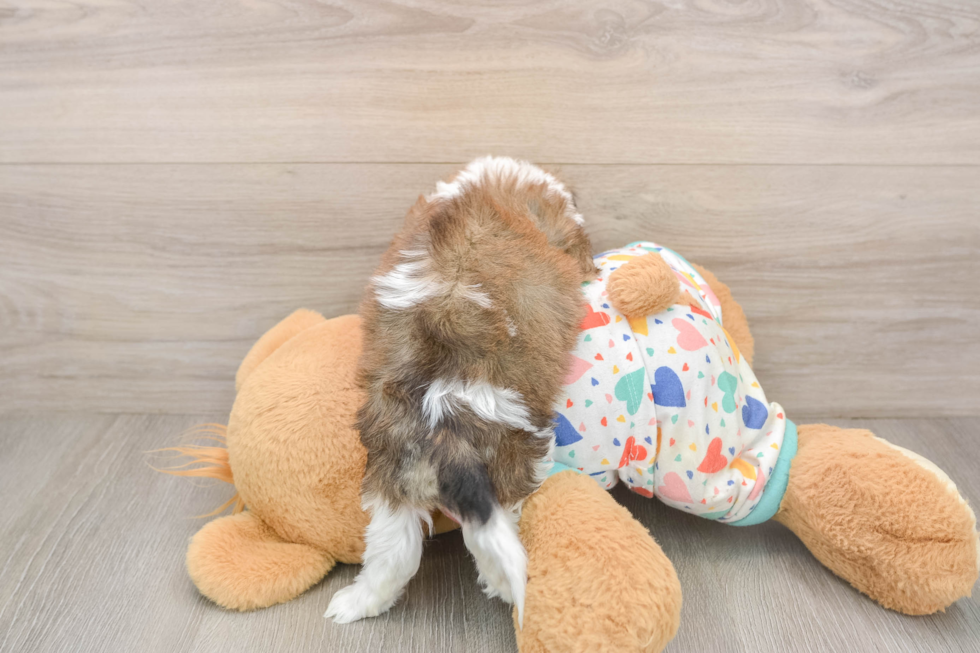 Little Cavalier Bichon Designer Puppy