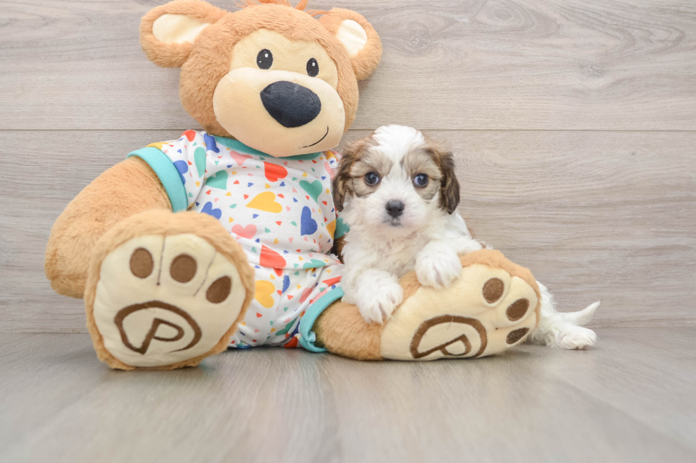 Cavachon Pup Being Cute